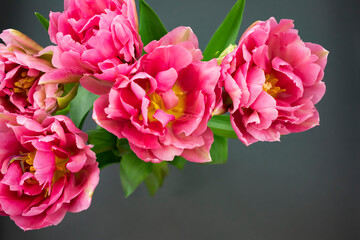 Bouquet of fresh pink tulips on a dark background. Top view.