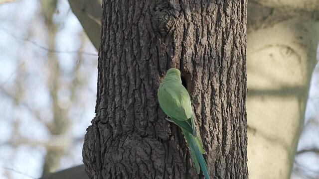 Ring Necked Parakeet Looking into a Nest Hole	