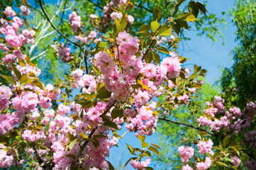 Welcome spring, pink sakura flowers blooming on a tree on a background of blue bright sky. Beautiful spring background