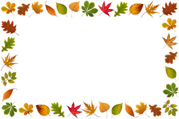 Tree leaves frame