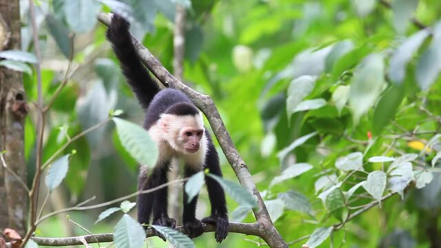 Wild White-faced Capuchin excited by something below