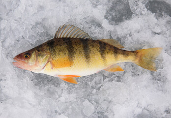 fresh caught yellow perch on lake ice