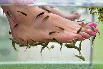 Closeup view of fish and woman feets in water. Pedicure fish spa treatment. Red garra or Garra Rufa fish eats skin. Foot Spa. Young woman receiving massage with small fishes. Selective focus