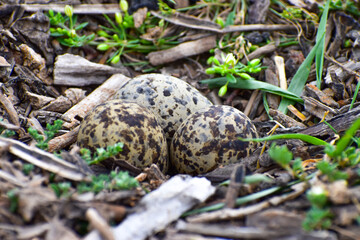 Bird Eggs