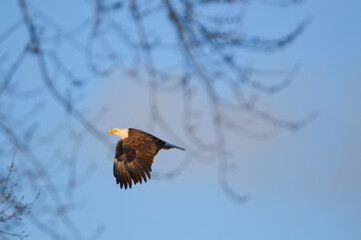 Eagle