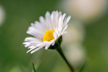 close up with shallow depth of field of a daisy