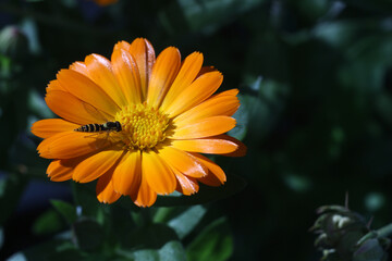 Little fly on the calendula in the garden. Orange flower closeup on dark green background.
