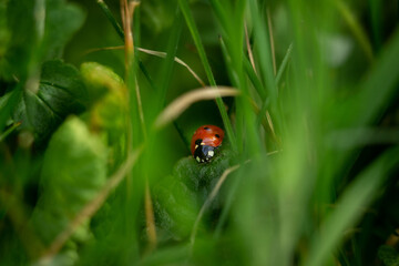 Fototapeta premium close up macro photography of ladybug with a shallow depth of field