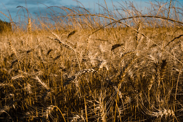 Fototapeta premium Cornfield and a blue sky