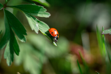 close up macro photography of ladybug with a shallow depth of field