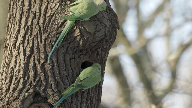 Pair of Ring Necked Parakeet Looking into a Nest Hole	