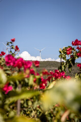 wind turbines and flowers