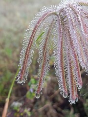 frost on a leaf