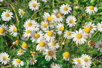 macro photography of summer chamomile flowers.  Natural background. Flowers background. Beautiful neutral colors