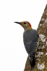 Disparo vertical de un pájaro carpintero sobre un tronco de árbol cubierto de musgo