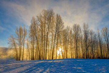 sunbeams through fog and trees along the flathead river, Montana on a cold and frigid winter...