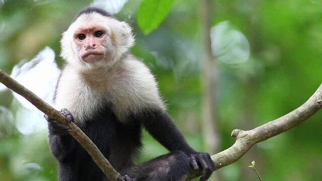 Wild White-faced Capuchin (Cebus capucinus) monkey grooming