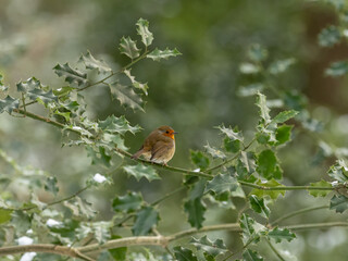 Erasian Robin in the Snow