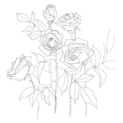 Roses drawn in pencil on a white background