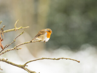 Erasian Robin in the Snow