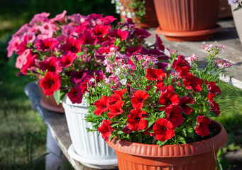 bright red and crimson petunias in a pot lit by the sun