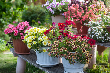 Multi-colored petunia, calibrachoa and other flowers. Flower arrangement in the garden. Yellow petunia.