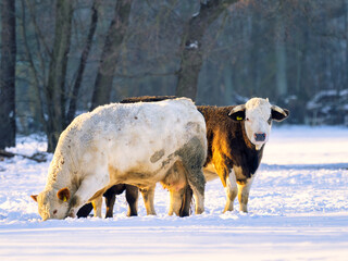 cow in winter