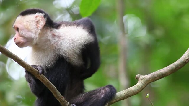 Close view of a Wild White-faced Capuchin (Cebus capucinus)
