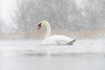 Fototapeta na wymiar Mute swan in beautiful snow scenary