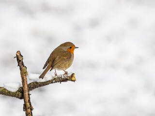 Erasian Robin in the Snow