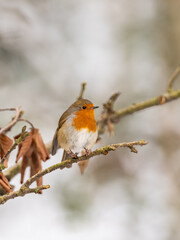 Erasian Robin in the Snow