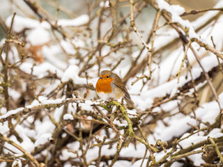 Erasian Robin in the Snow