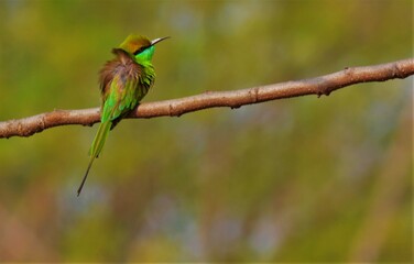 green beeeater bird
