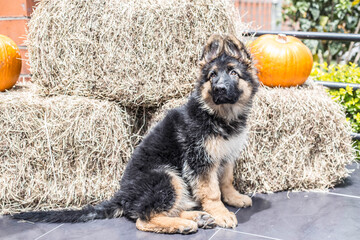 german shepherd baby