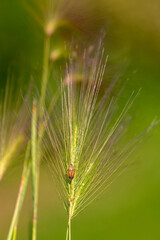 ears of wheat in the field