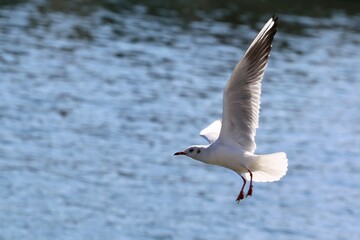 seagull in flight