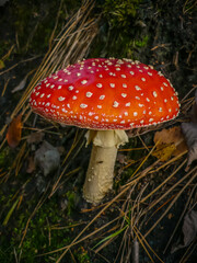 Fly agaric grown in the forest in autumn