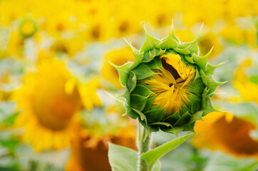 Sunflower bud ready to open on field background somewhere in Ukraine
