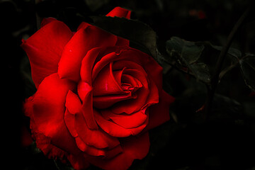 macro photography of summerred  flowers.  Natural background. Flowers background. Beautiful neutral colors