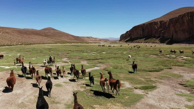 Aerial view of Lamas on the Altiplano, Bolivia. Green valley in the mountains