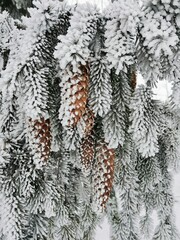 spruce in frost