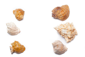 Fototapeta premium Seashell on a white background . An article about seashells. Vacation at the sea. Shopping by the sea. White background. Copy space