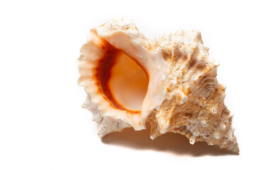 Fototapeta premium Seashell on a white background . An article about seashells. Vacation at the sea. Shopping by the sea. White background. Copy space