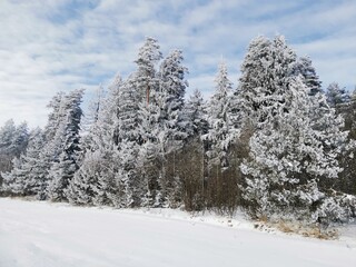 snow covered trees