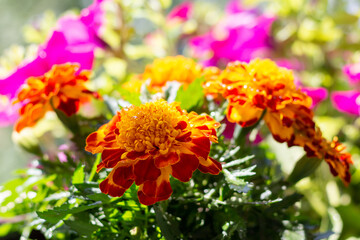 red and yellow flowers