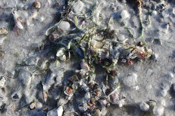 Gefrorene Algen an der Ostseeküste