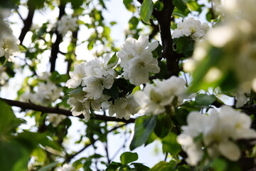 apple tree blooms