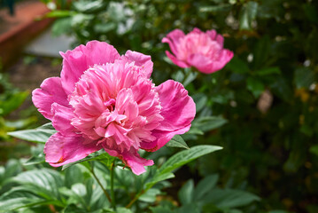 Paeonia officinalis 