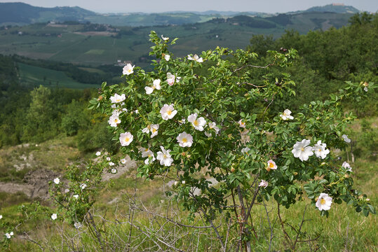 Rosa Canina 