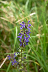 Salvia pratensis 